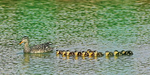 《巫师》新作为何换引擎？CDPR前员工爆料来了